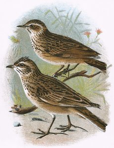 Sky-Lark (altta) ve Wood-Lark (üstte)